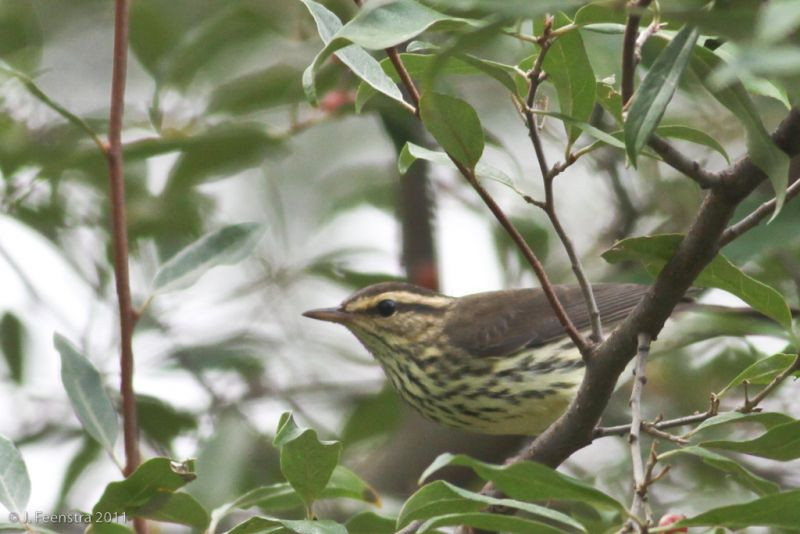 …or this Northern Waterthrush.