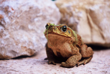 …and toads such as this Gulf Coast Toad are sure to be present. (lb) Credit:  