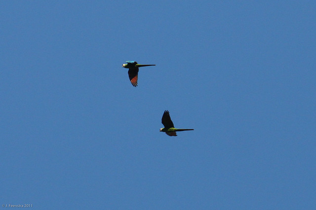 …and Chestnut-fronted Macaws may fly overhead at any time.