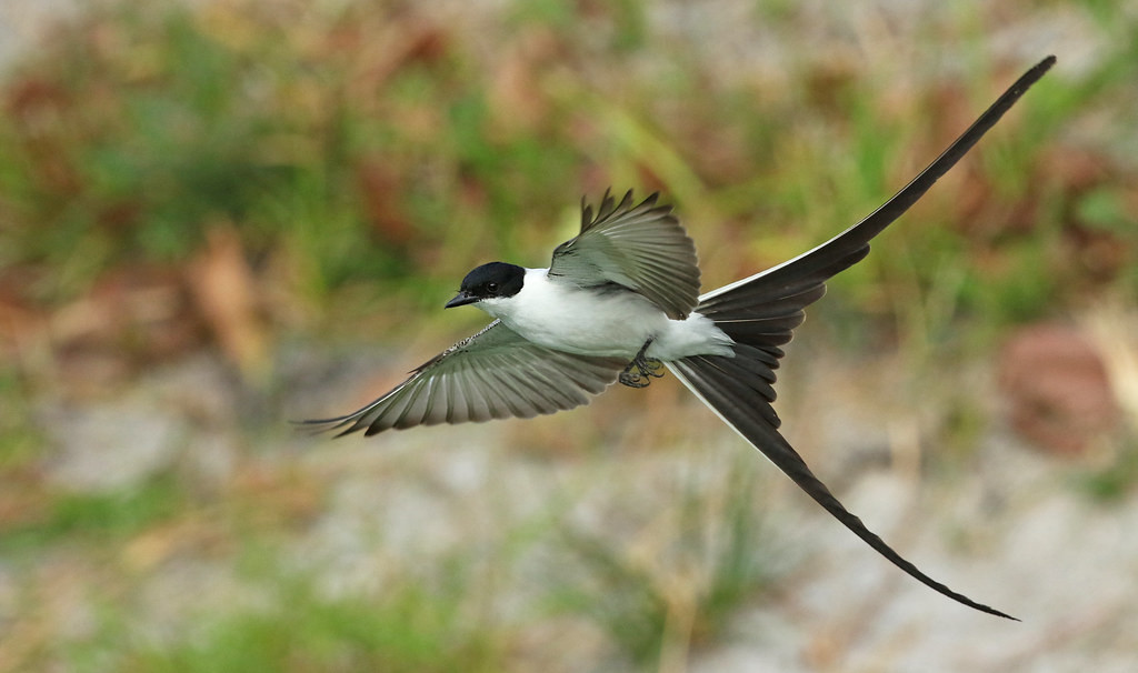 …like this stunning Fork-tailed Flycatcher!