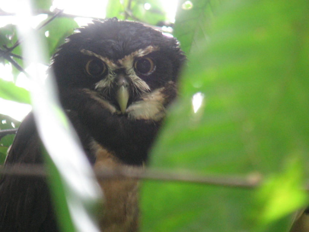 …and Spectacled Owl…