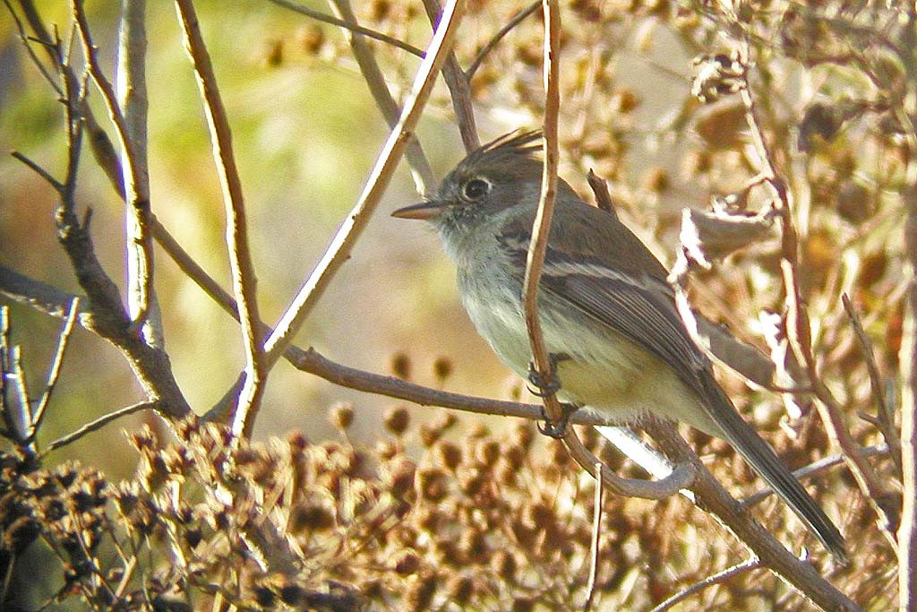 …but it’s still a birding tour after all, and here we’ll look for the unobtrusive Pileated Flycatcher…