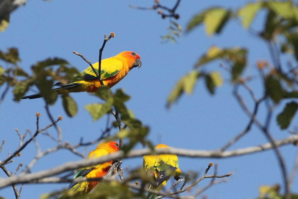 One of the top highlights of this tour is the opportunity to see the stunning Sun Parakeet, certainly one of the brightest Psittacids in the Americas…