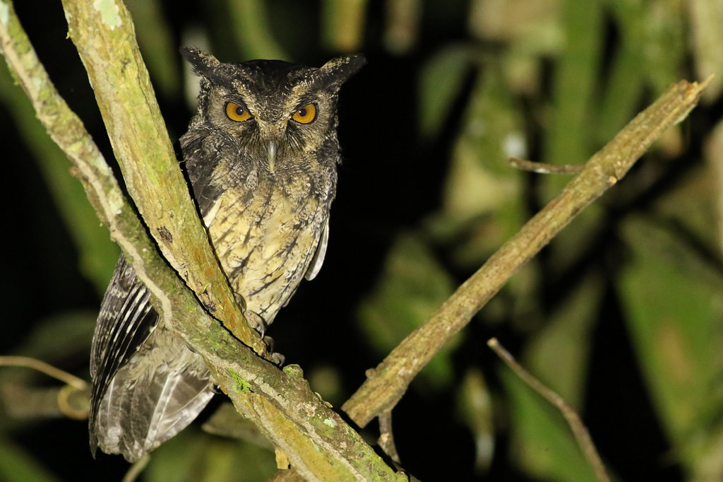 A few night outings could produce various owls and nightjars, including Tawny-bellied Screech-Owl.