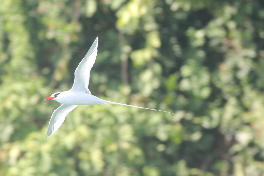 …breeding birds like the ethereal Red-billed Tropicbird.
