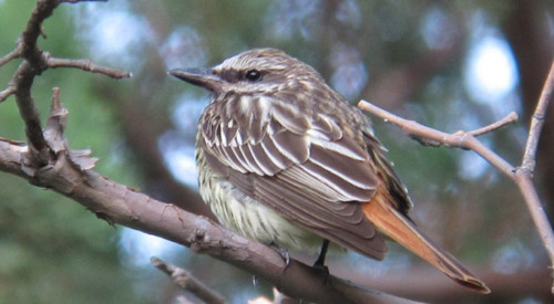 Sulphur-bellied Flycatcher, one of most sought-after &quot;Arizona specialties.&quot;