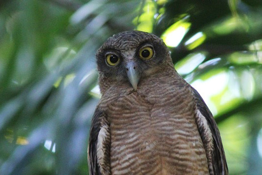 In the suburbs of Darwin we might find an impressive Rufous Owl eying our progress down the trails.
Photo: Gavin Bieber