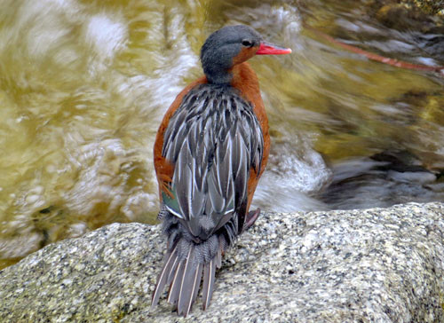Torrent Duck is a regular sight on the rushing Urubamba River near the village of Machu Picchu.