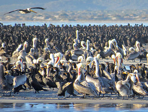 Our morning of Bahia Magdalena isn&rsquo;t just for whales &ndash; enormous numbers of cormorants and pelicans also call this home.Photo: Rich Hoyer