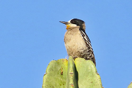 The White-fronted Woodpecker, found in central Bolivia&rsquo;s Valle Zone, has the appropriate scientific name Melanerpes cactorum.
Photo: Rich Hoyer