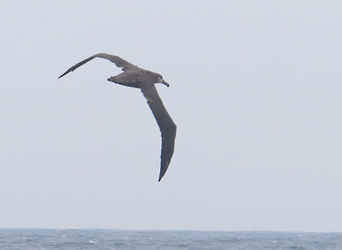 Black-footed Albatross is one of the expected species some 20 miles from shore on our pelagic extension.
Photo: Rich Hoyer