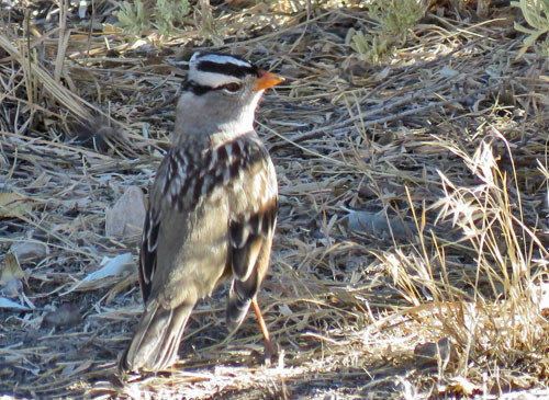 White-crowned Sparrows of the arctic-breeding subspecies &lt;i&gt;gambelii&lt;/i&gt; are already moving through eastern Oregon this time of year. 
