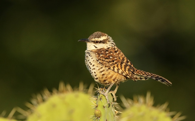 Boucard&rsquo;s Wren is a fairly common resident in the scrubby deserts of the Oaxaca Valley.