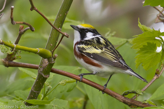 Chestnut-sided Warbler is one of about 35 species of warblers we may encounter on this tour.Photo: Steve Howell