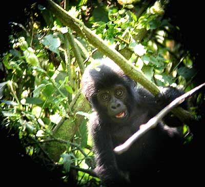 While in Bwindi-Impenetrable National Park we'll have the opportunity to take a Gorilla Trek. Time spent with these docile animals will never be forgotten, especially if there are some very young gorillas in the group, as they never keep still for a moment and are full of curiosity.
