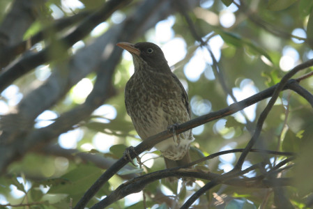 ...but the island also supports a wealth of birdlife like the bold Pearly-eyed Thrasher