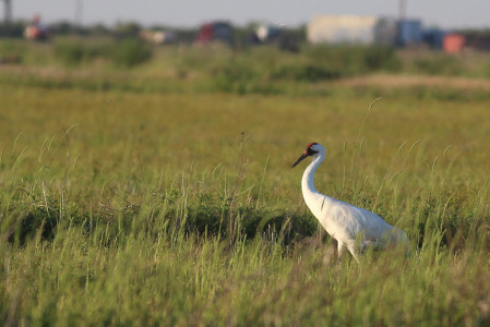 And, always, if we're lucky we might happen into a vagrant, like a Whooping Crane...