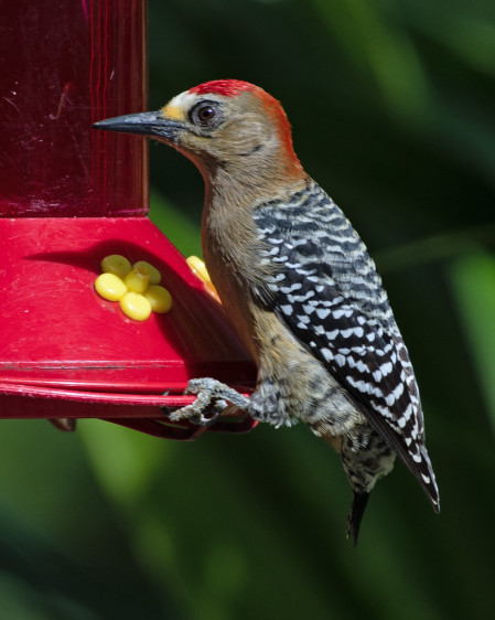 Red-crowned Woodpecker (PB)