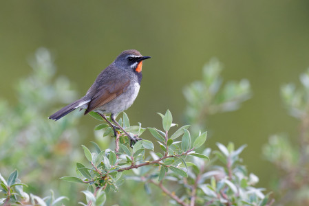 ....while the recently split Chinese Rubythroat is fairly reliable. (photo by Vincent Wang)