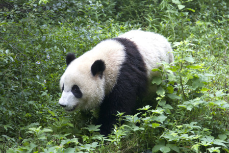 and Giant Pandas feature prominently.