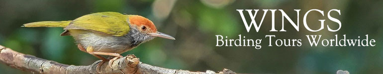 WINGS Birding Tours Worldwide