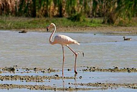 …or perhaps a rare stray, such as this American Flamingo. Credit: Laura Robinson