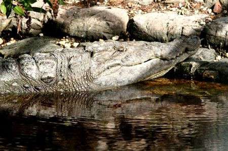 …and the rarer American Crocodile. Credit: Laura Robinson