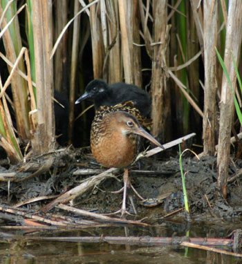 Some birds remain mostly hidden like this King Rail (do you see the sooty juvenile?)…