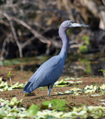 …and marvelous birds such as this Little Blue Heron…
