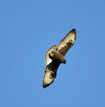 We should remember to look up from time to time as a Short-tailed Hawk might fly over, here a dark morph adult.