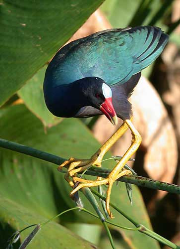 …or this stunning Purple Gallinule, one of south Florida’s winter treats.