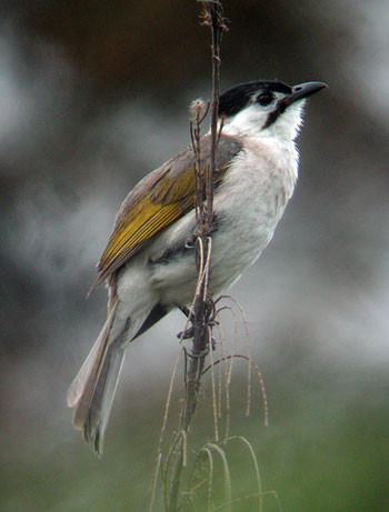 Styan’s Bulbul, the most threatened of Taiwan’s endemics, is still easily seen in the south.