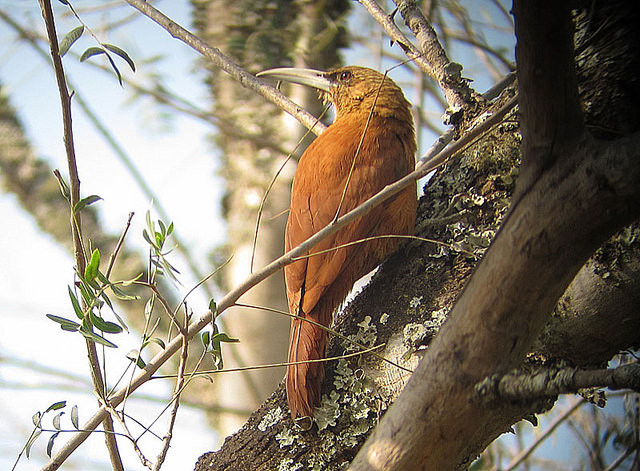 Great Rufous Woodcreeper is one of the exciting species we might see here.