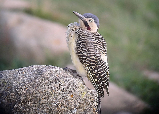 Andean Flickers could occur at almost any elevation on the mountain. 