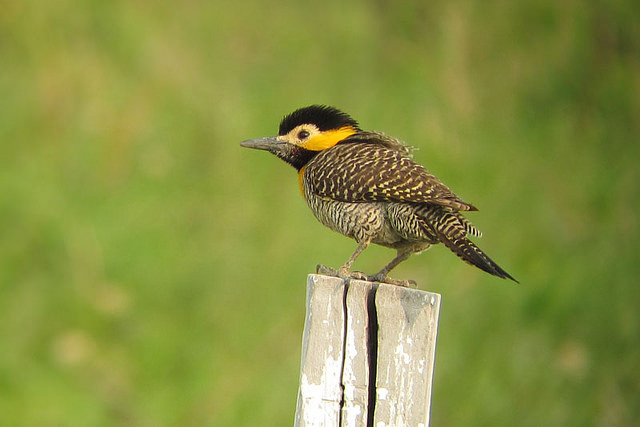 We’ll start birding near Santa Cruz, where the tour starts, and Campo Flicker is among the many possibilities. 