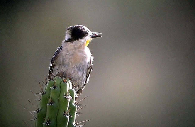 The White-fronted Woodpecker prefers large stands of columnar cacti. 