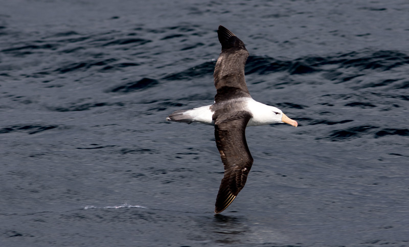 …and Black-browed Albatrosses slicing through the air alongside the boat as we steam to…