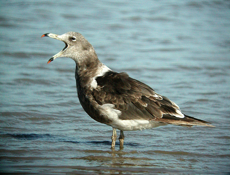 In San Clemente harbor we’ll look for the endangered Olrog’s Gull…