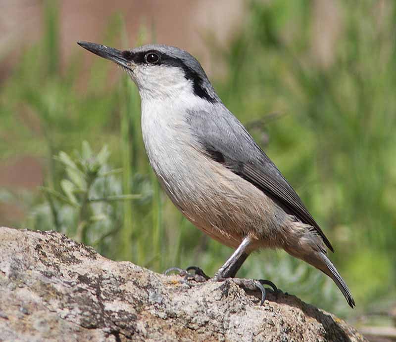 …where we can hope to find birds such as Rock Nuthatch…