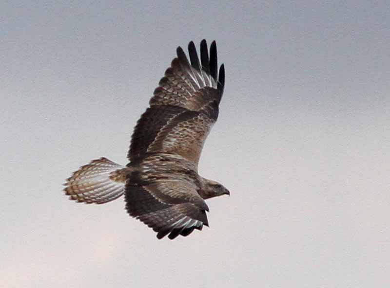 The area also holds huge numbers of Long-legged Buzzards…