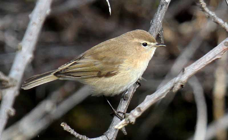 …and we should find several Caucasian Chiffchaffs.