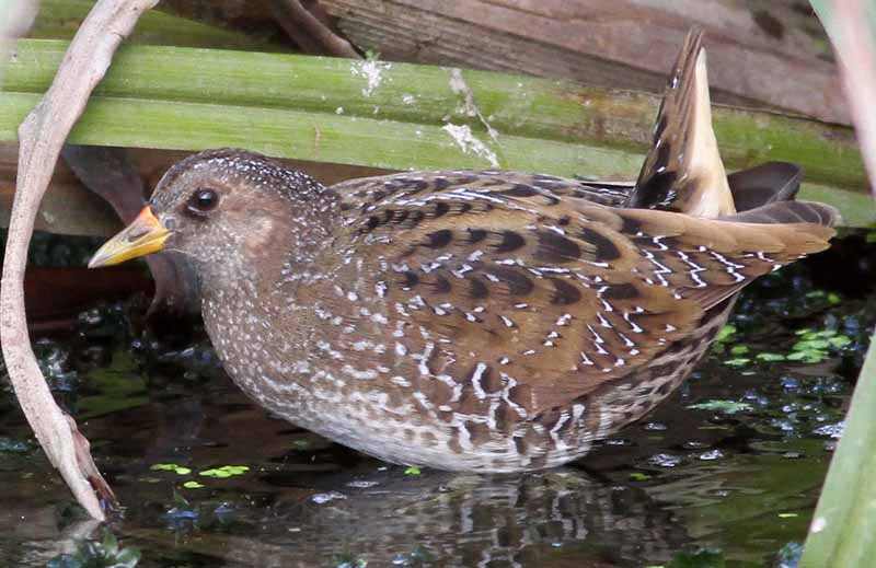 …and we’ll search for Spotted Crakes,