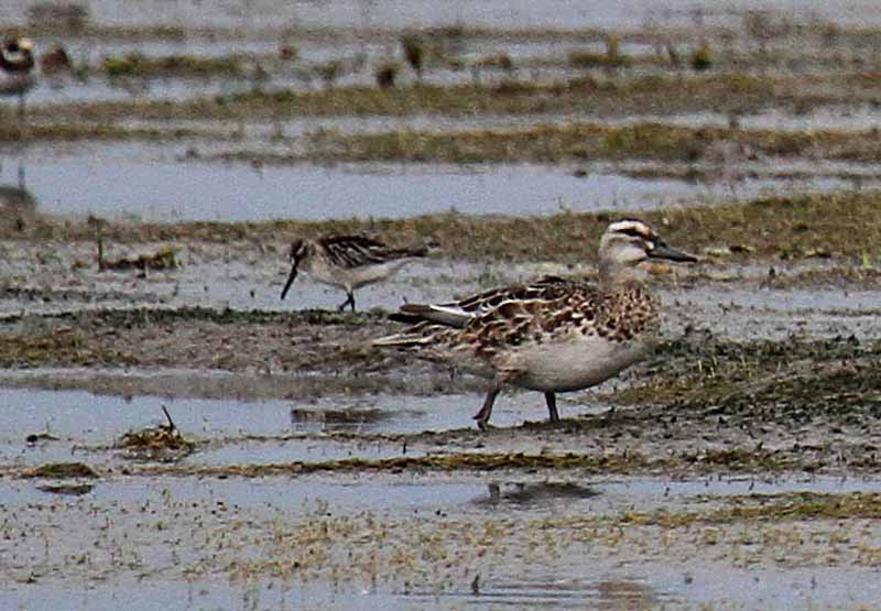 …and maybe a Broad-billed Sandpiper hiding behind a Garganey!
