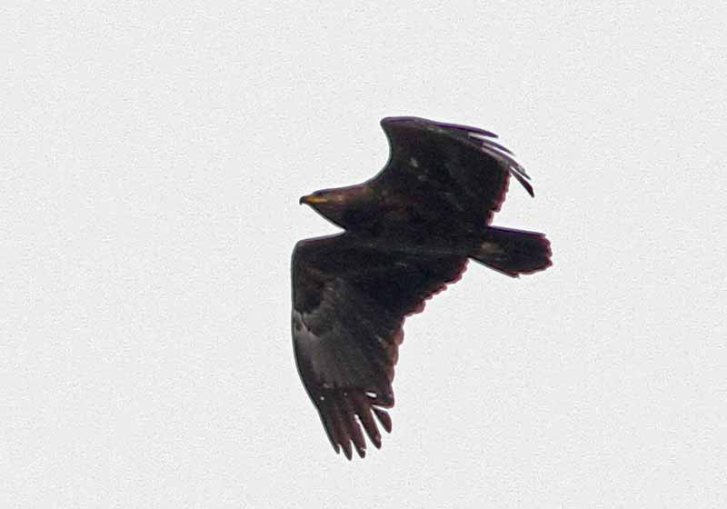 …and the impressive Lesser Spotted Eagle.