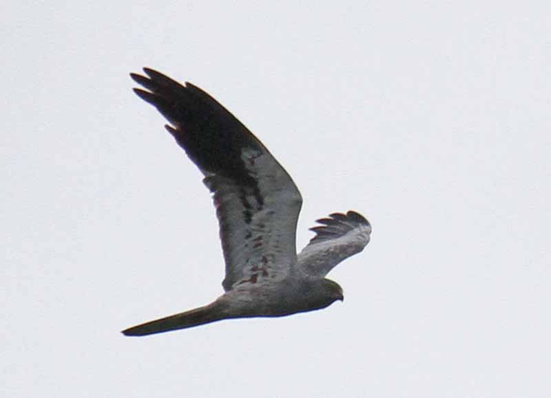 A great feature of Batumi is the number and diversity of migrating harriers, here an adult male Montagu’s…