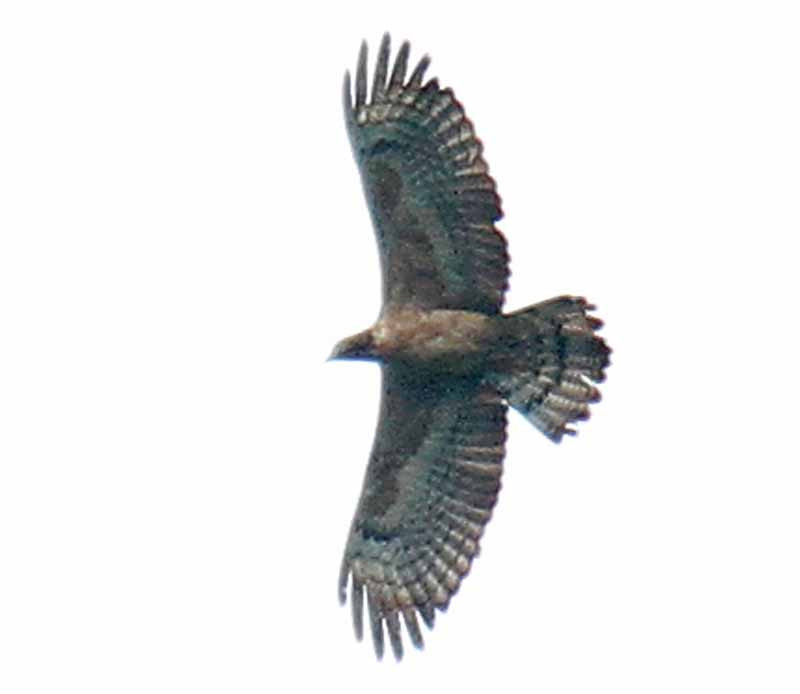 Among the vast swarms of Honey Buzzard, we will attempt to pick out the rare Oriental Honey Buzzard…