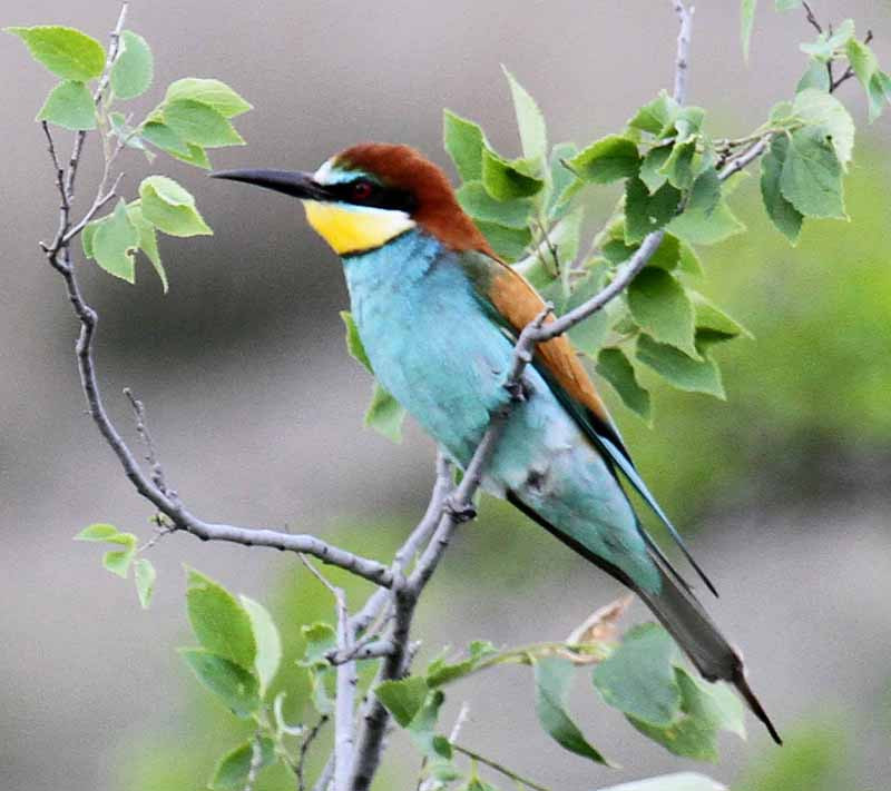 As well as raptors, there will be thousands of Bee-eaters migrating past us…