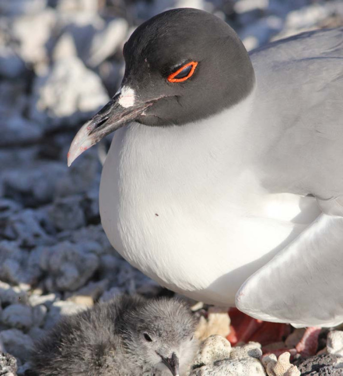 This Swallow-tailed Gull broods its chick next to the trail.