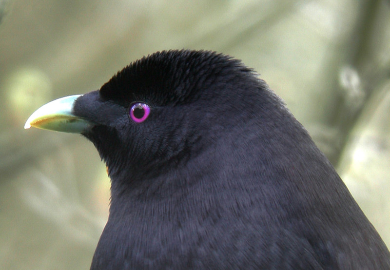 …we should encounter our first Satin Bowerbirds…