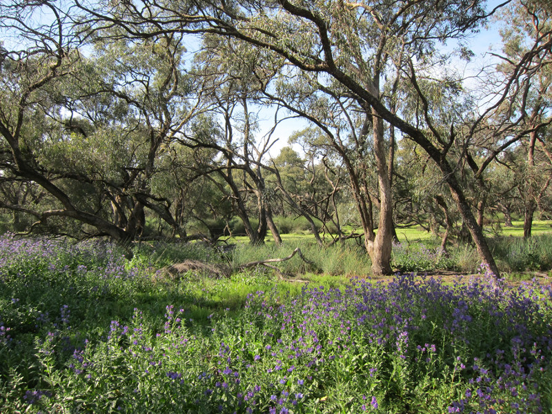 The mallee forests around Deniliquin will offer…